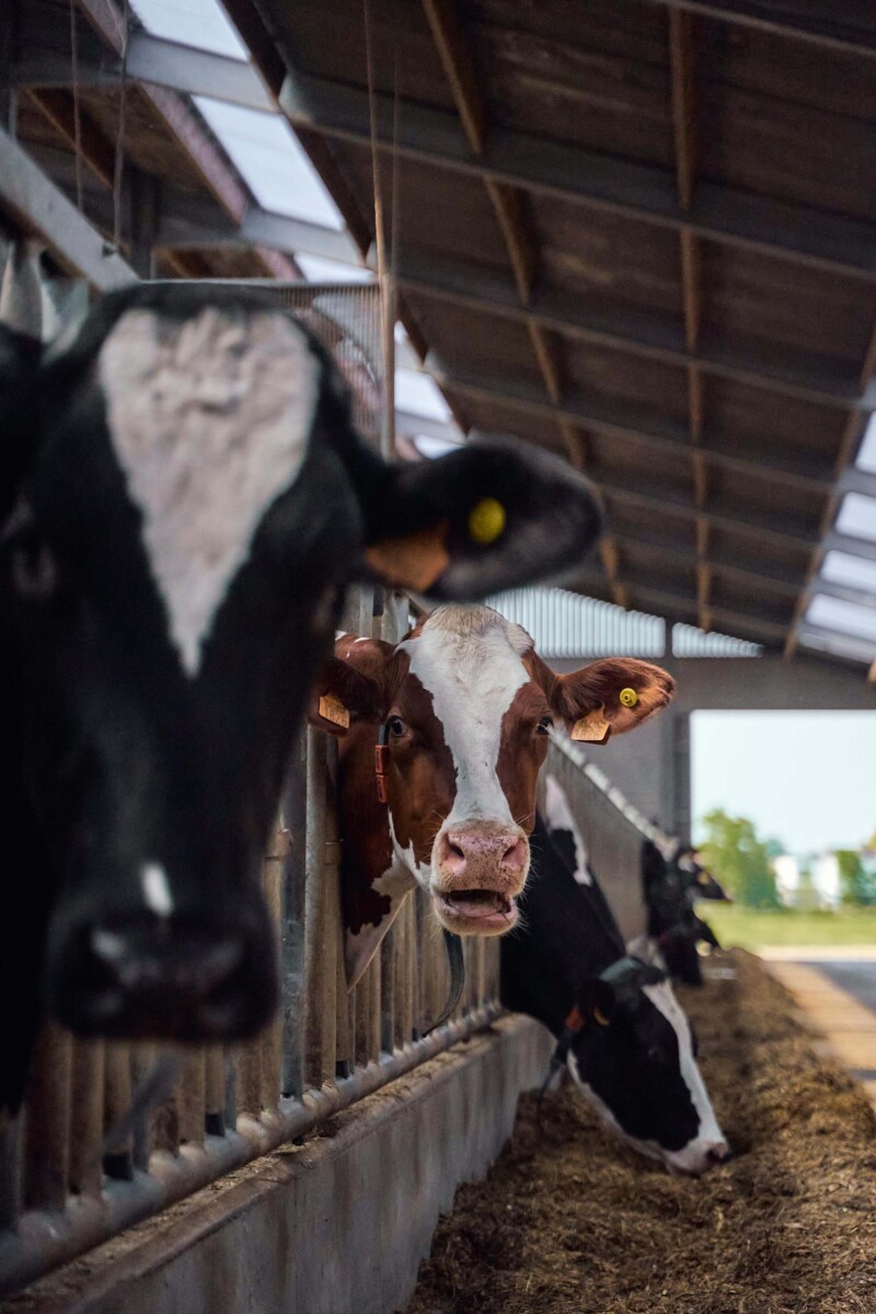 Cattle Feed Near Udumalaipetai